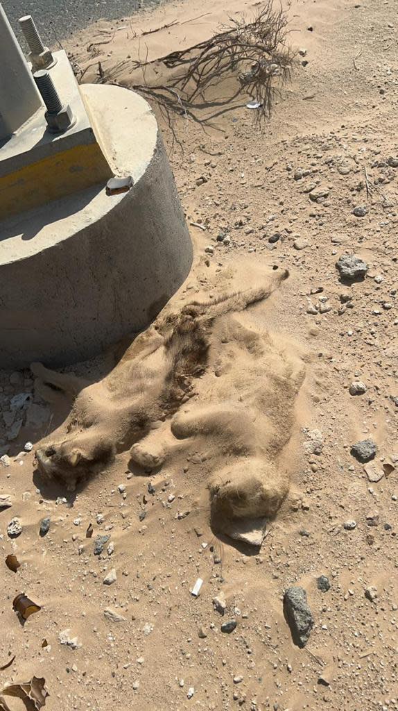 Two cats under the desert sands.  / Credit: Handout/CBS News