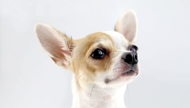 Stray Chihuahua Embraces the Stage With New Parents