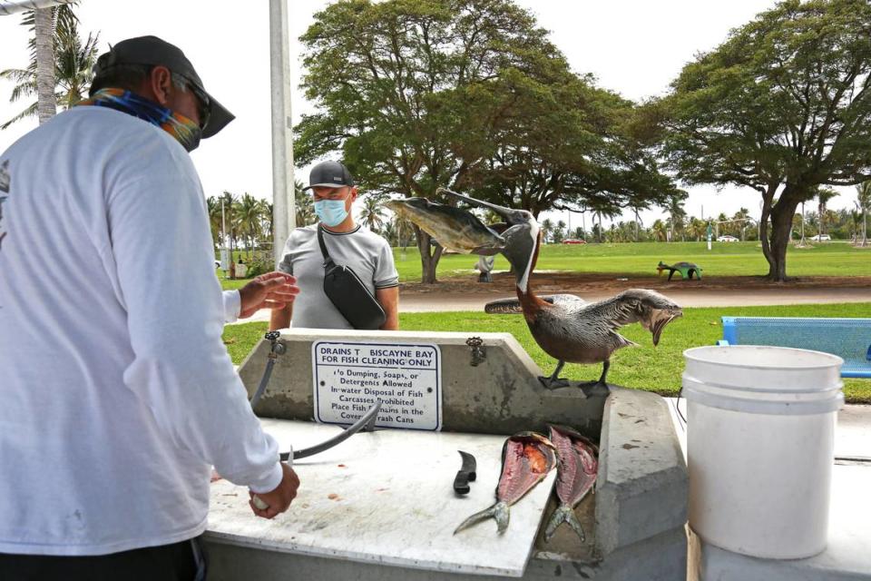 Captain Steve Wenger feeds a pelican while he cleans his catch at the Bill Bird Marina at Haulover Park in North Miami Saturday.