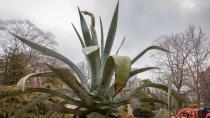 Century plant's surprise flower quickly outgrows Public Gardens greenhouse