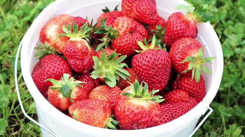 Strawberry season is here in Cincinnati.