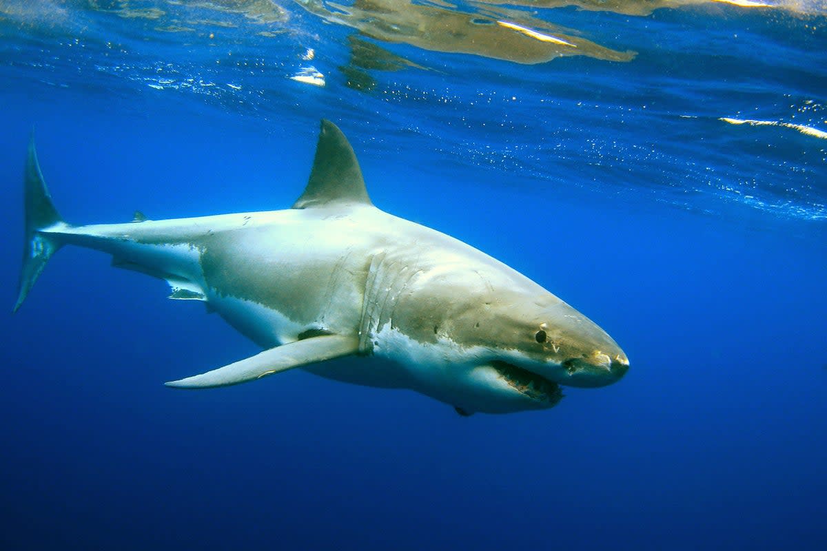 Michael Trainor was attacked by a great white shark in California in October 2022.  (Getty)