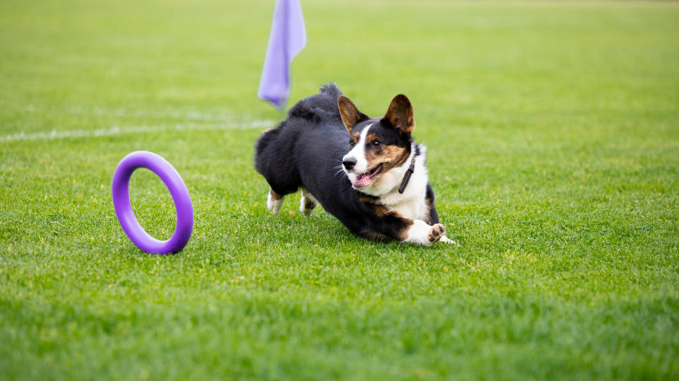 dog chasing purple ring