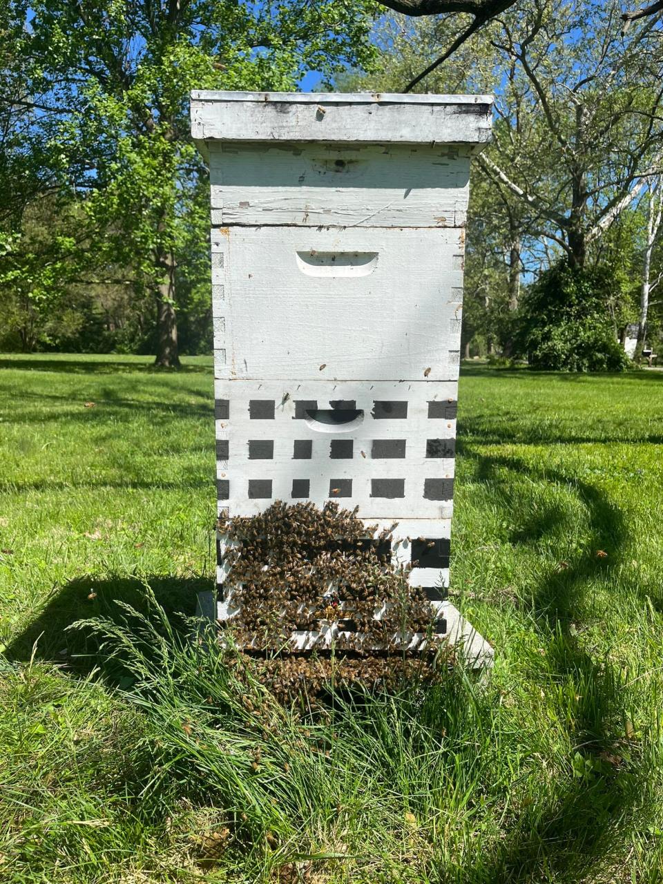Bees that visited the Indianapolis Motor Speedway during the 2023 Indy 500 were transferred to a beekeeper's hive. The queen is still alive, and her hive is thriving. (Ross Harding / Courtesy photo)