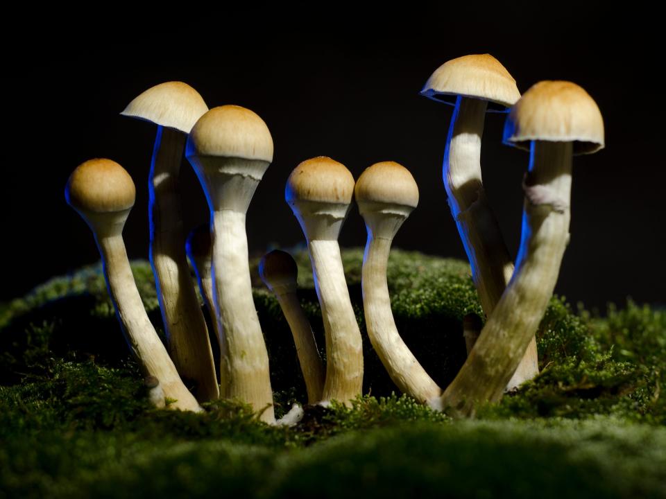 Psilocybin mushrooms on a mossy log