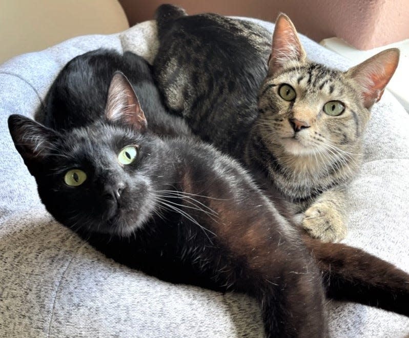 Gilligan and Skipper are a three-year-old pair of bonded brothers at Cat Rescue and Adoption Network.