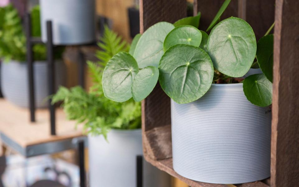 Pilea peperomioides Chinese Money Plant how to grow care for indoor plants tricks tips to keep houseplants healthy alive uk 2022 - GAP Photos