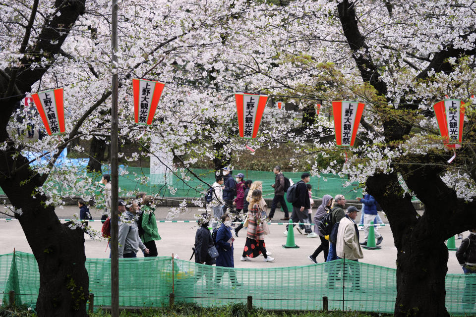 Visitantes pasean entre los cerezos en flor en el Parque Ueno, el 5 de abril de 2024, en Tokio. Multitudes se reunieron en Tokio para disfrutar de los famosos cerezos en flor de Japón, que en la capital están floreciendo más tarde de lo esperado debido al frío. (AP Foto/Eugene Hoshiko)