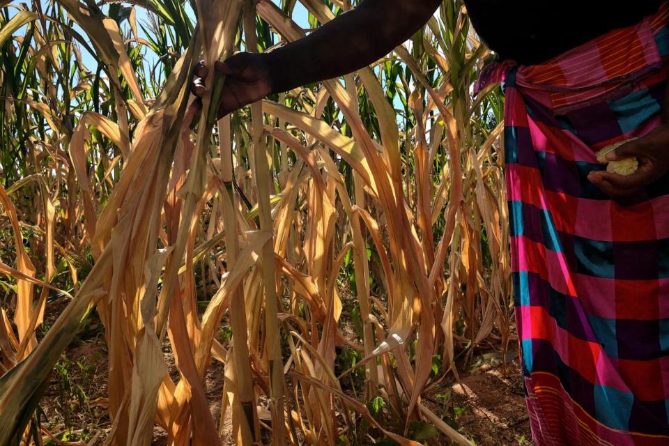 PHOTO: Ladias Konje, a communal farmer, walks through her wilting maize field, which suffered from moisture stress during a long mid season dry spell, in the Kanyemba village in Rushinga on March 3, 2024.  (Jekesai Njikizana/AFP via Getty Images)