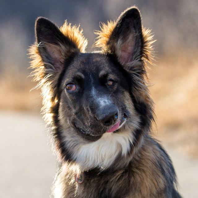 Brodie the Wonky Faced Dog Finds a Loving Home After Initial