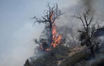 A burning tree is seen at the so-called Blue Cut Fire in the San Bernardino National Forest in San Bernardino County, California, U.S. August 18, 2016. REUTERS/Gene Blevins