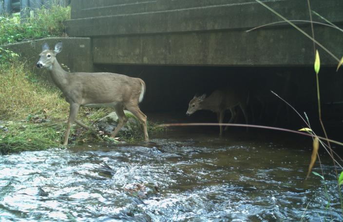 Deer emerging from a culvert, where they just crossed under a road.