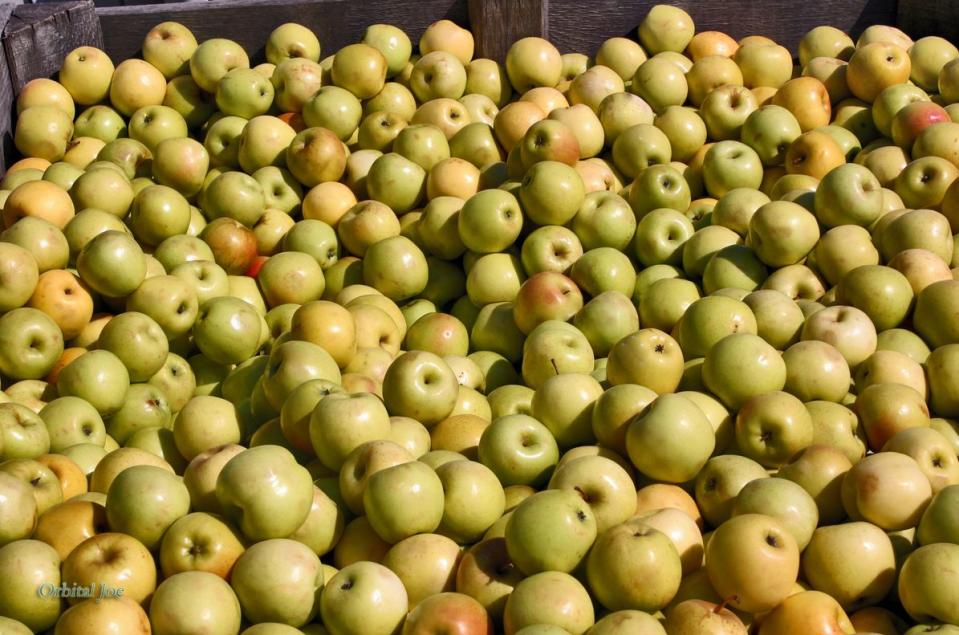 24) National Apple Harvest Festival