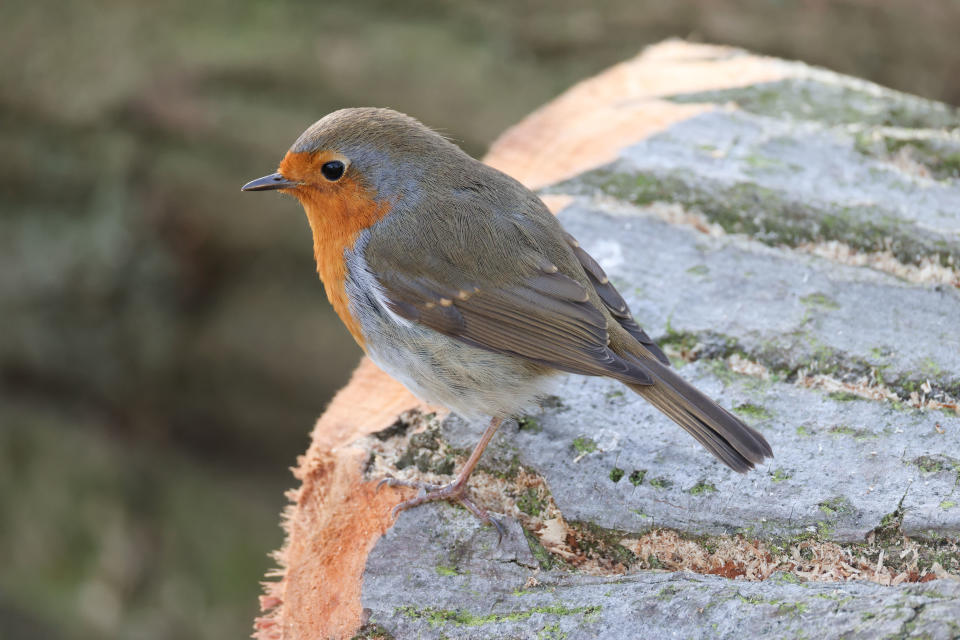 Robin bird perched on a wooden log