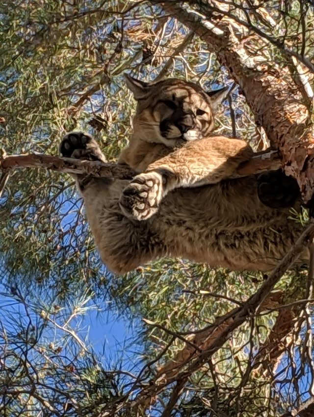 <p>California rescuers found the mountain lion perched on a branch about 50ft high.</p>