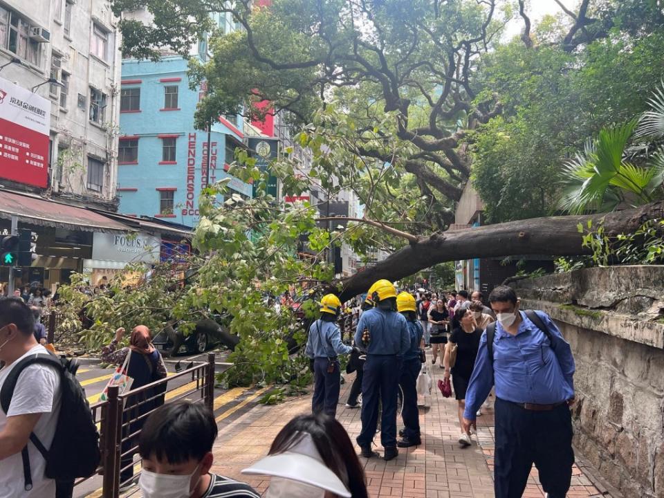 尖沙嘴海防道匠樹，20米高樹幹橫臥馬路，砸中私家車司機可以被司,消首救地尔司司司,