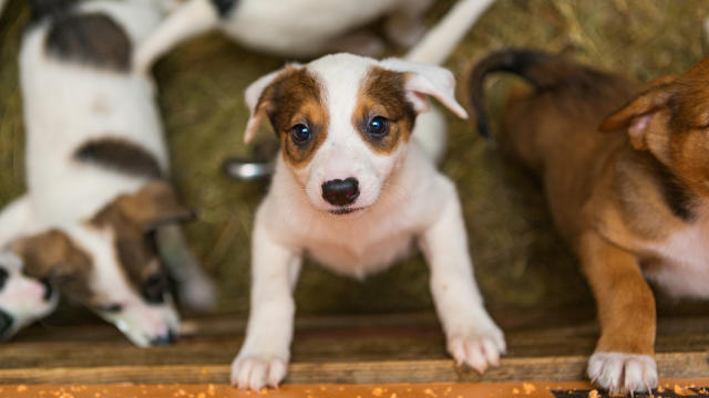 do dog shelters charge to take dogs