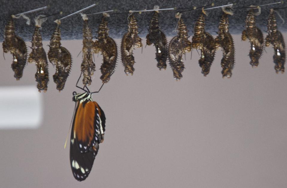 The first shipments of butterflies hang in their cocoons as a Betterfly emerges Friday, Feb. 15, 2013 at Frederik Meijer Gardens and Sculpture Park. The 18th annual Butterflies are Blooming exhibit opens March 1. (Sally Finneran | MLive) (AP Photo/The Grand Rapids Press,Sally Finneran ) ALL LOCAL TV OUT; LOCAL TV INTERNET OUT MBI