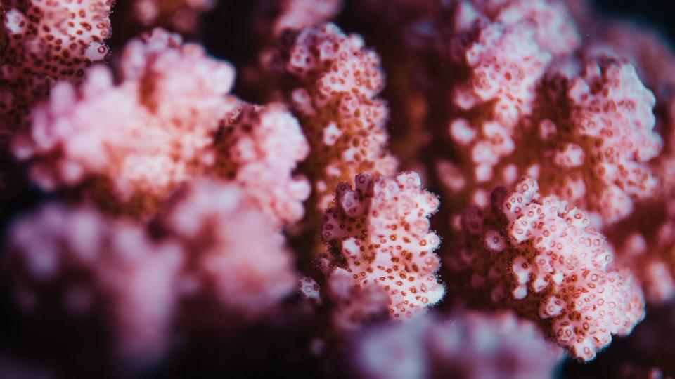 Coral Gardeners