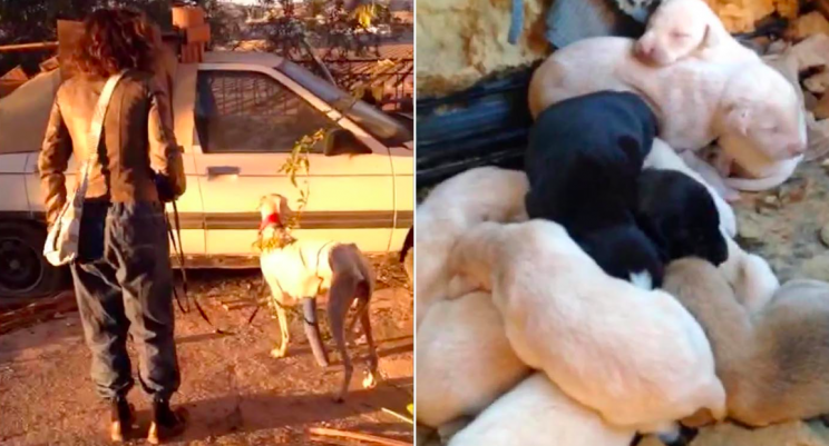 Inspirational: The dog led vets to exactly where she had left her puppies (Caters)