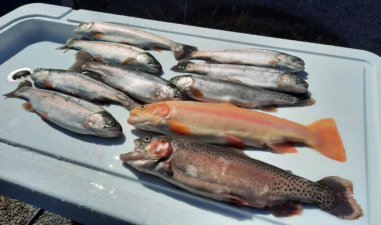 When trout seasons opens on April 6 in Pennsylvania, anglers are permitted to keep five trout a day. Here are rainbow trout with a golden rainbow trout mixed in to the day's catch for two fishermen.