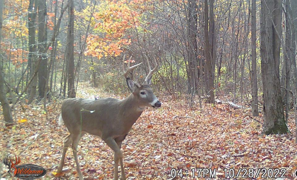 A buck walks near a trail camera Oct. 28 in Somerset County. The rifle deer season, for both buck and doe, begins Nov. 26 in Pennsylvania.