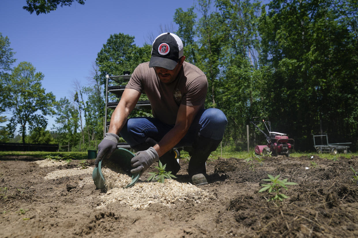Frank Popolizio of Homestead Farms and Ranch helps to plant marijuana for the adult recreational market at his farm in Clifton Park, N.Y., Friday, June 3, 2022. In a novel move, New York gave 203 hemp growers first shot at cultivating marijuana destined for legal sales, which could start by the end of the year. Big indoor growers are expected to join later. (AP Photo/Seth Wenig)