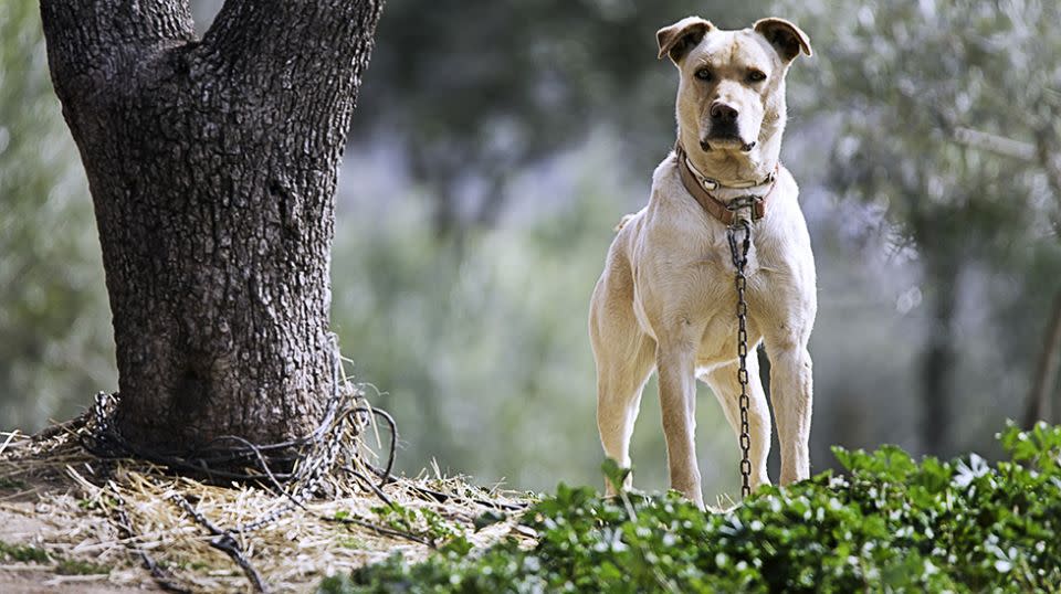 A dog has died after it was chained to a tree during a 35C degree day. Source: Stock Image - Getty