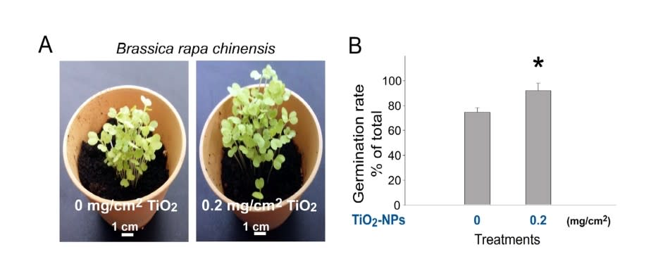 圖說二氧化鈦奈(TiO2)米粉末可促進土壤對於種子萌發和植株生長增強的作用也可以應用到白菜。(圖A) 白菜幼苗的照片，顯示加入 (0.2 mg/cm2) 二氧化鈦奈的植株(右), 比不加 (0 mg/cm2) 二氧化鈦奈(左)的植株較大。(圖B) 種子發芽率的統計分析。結果顯示加入 (0.2 mg/cm2) 二氧化鈦奈的組別(右), 比不加 (0 mg/cm2) 二氧化鈦奈(左)的組別的發芽率較高, 且有統計上的顯著差異。