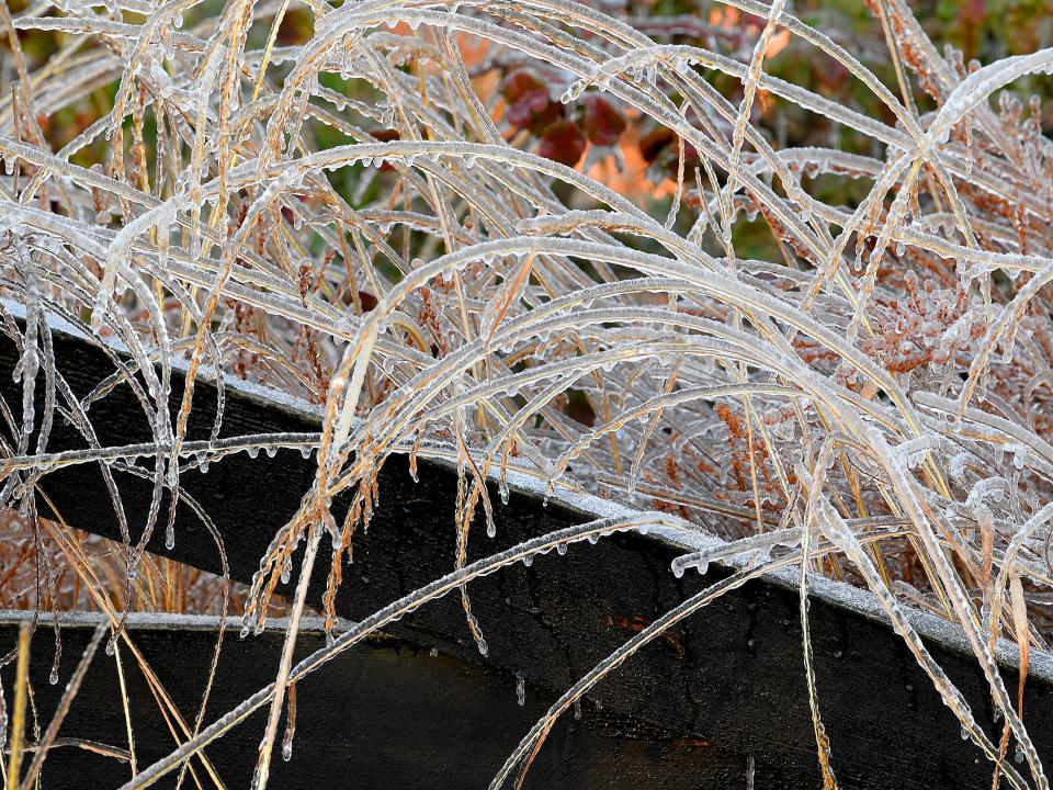 Tall grass covered in ice against a wooden fence along the boundaries of the Frontier Culture Museum on an ice-covered Friday morning, Nov. 16, 2018. 