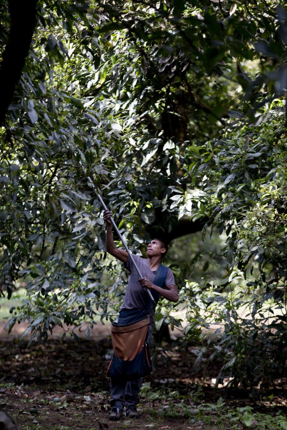 A man works at an avocado orchard owned by the Cevallos family in Michoacan, Mexico, Thursday, Jan. 16, 2014. Mexico's spreading vigilante movement announced its first big land hand-out, returning 25 avocado orchards to farmers whose properties had been seized by the cartel, which started in drug trafficking and expanded to extortion and economic control. Such moves are expanding the strength and popularity of the vigilantes even as the government demands they disarm. (AP Photo/Eduardo Verdugo)