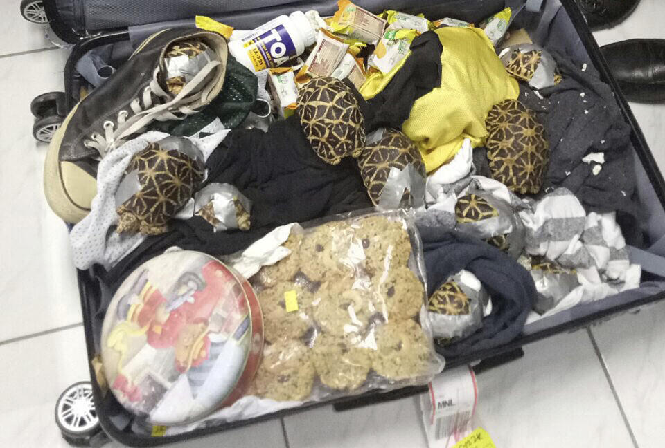 In this March 3, 2019, handout photo provided by the Bureau of Customs Public Information Office, duct-taped turtles are mixed inside luggage as they are presented to reporters in Manila, Philippines. Philippine authorities said that they found more than 1,500 live exotic turtles stuffed inside luggage at Manila's airport. The various types of turtles were found Sunday inside four pieces of left-behind luggage of a Filipino passenger arriving at Ninoy Aquino International Airport on a Philippine Airlines flight from Hong Kong, Customs officials said in a statement. (Bureau of Customs via AP)