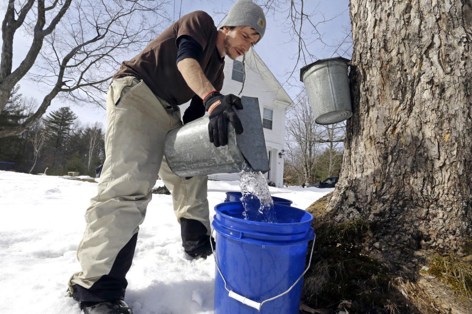 Maple tree sap syrup barn new hampshire