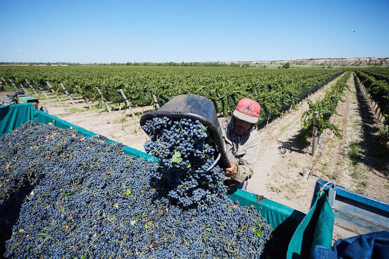 Vendimia 2020 La vitivinicultura argentina sigue firme en el camino de la excelencia