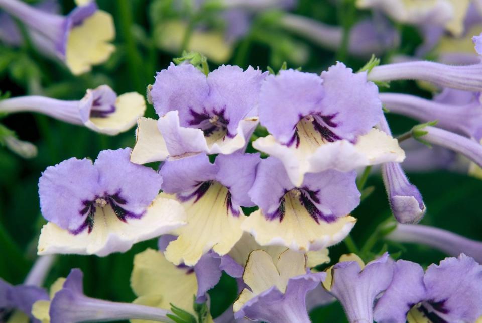 <p>Streptocarpus 'Harlequin Blue' (2010's Plant of the Year) was announced as Chelsea Flower Show's Plant of the Decade in 2020. It's the first separately bi-coloured Streptocarpus, with yellow on the outer petals, contrasting with the blue upper petals.</p><p><a class="link " href="https://www.crocus.co.uk/plants/_/streptocarpus-harlequin-blue-pbr/classid.2000035807/" rel="nofollow noopener" target="_blank" data-ylk="slk:BUY NOW;elm:context_link;itc:0;sec:content-canvas">BUY NOW</a></p><p><strong>READ MORE: <a href="https://www.housebeautiful.com/uk/garden/plants/g32381071/chelsea-flower-show-plant-decade/" rel="nofollow noopener" target="_blank" data-ylk="slk:Chelsea Flower Show's Plant of the Decade winner revealed;elm:context_link;itc:0;sec:content-canvas" class="link ">Chelsea Flower Show's Plant of the Decade winner revealed</a></strong></p>