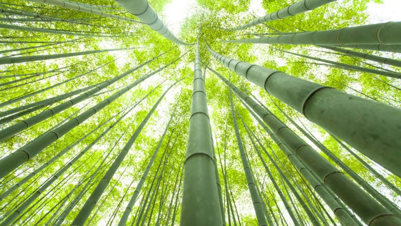 Looking up to the sky in a bamboo forest.