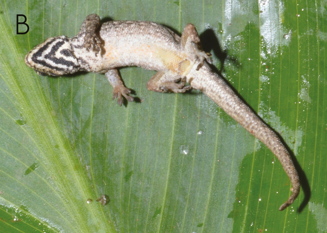The underside of a Lygodactylus karamoja, or Karamoja dwarf gecko.
