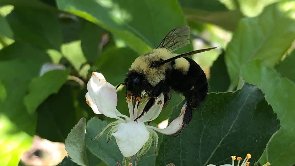 A common queen of the eastern bee is seen on an apple blossom.  -Nigel Raine