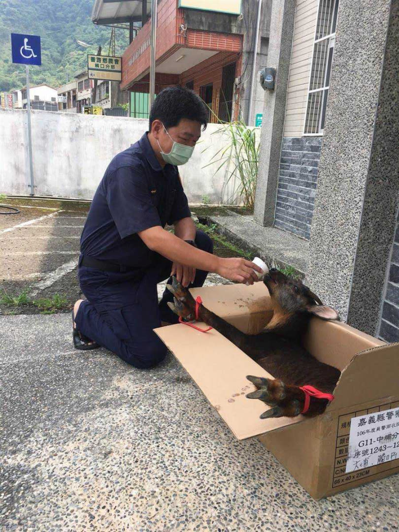 員警看到受傷的長鬃山羊，協助幫山羊簡單清洗傷口、餵食水分。（圖／警方提供）