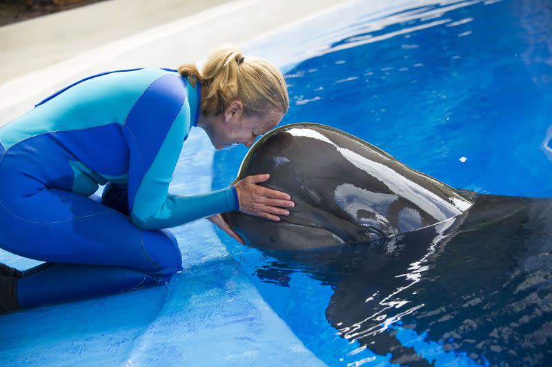 A rescued pilot whale named Ava continues her road to recovery while under the watchful eye of the animal care team at SeaWorld Orlando.