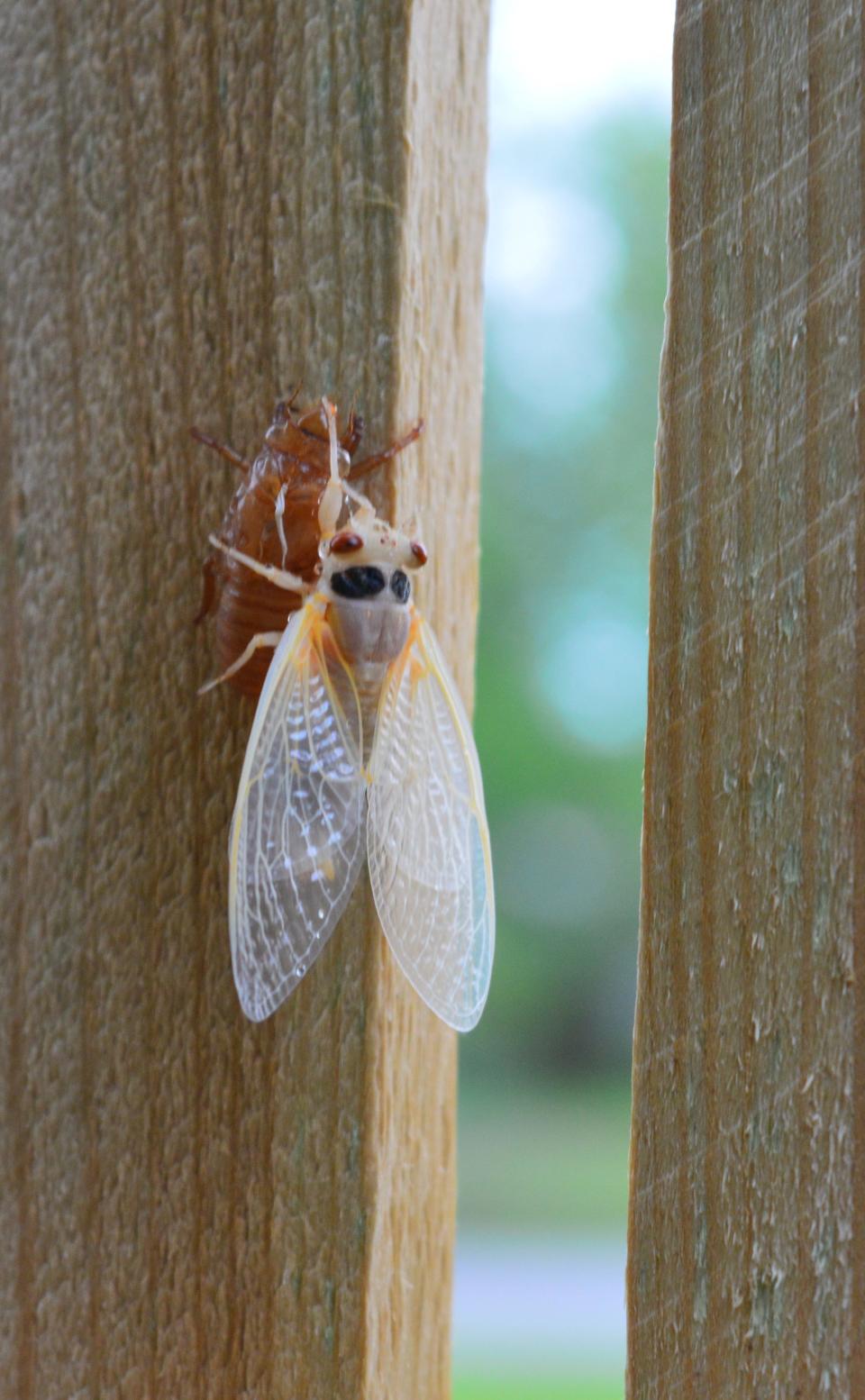 A new adult cicada is still creamy-white since its exoskeleton hasn’t yet hardened. (Carol Kugler / Herald-Times)