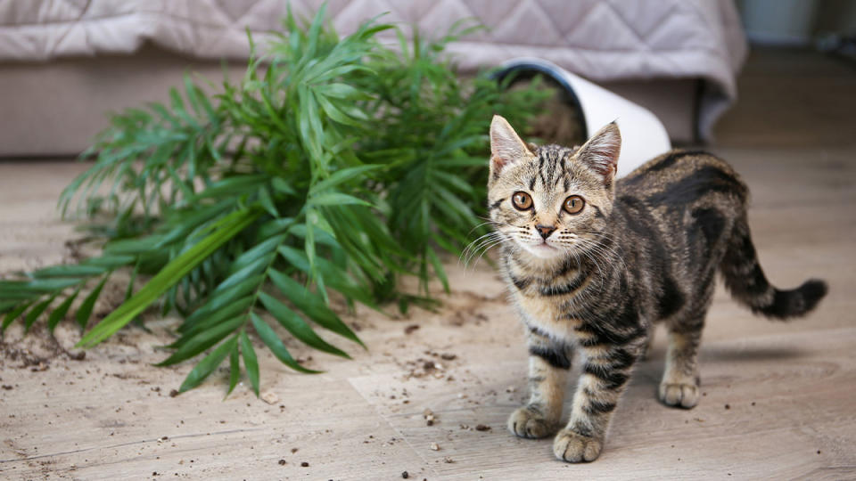Kitten standing in front of a plant that it knocked over and dirt is spilling on floor