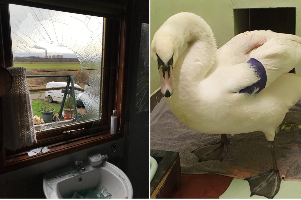 <p>The swan smashed through a double-glazed window</p> (RSPCA)