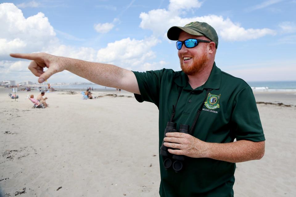 NH Fish and Game officer Brendan Clifford spots piping plovers with his binoculars at Hampton Beach on Monday, June 13, 2022.
