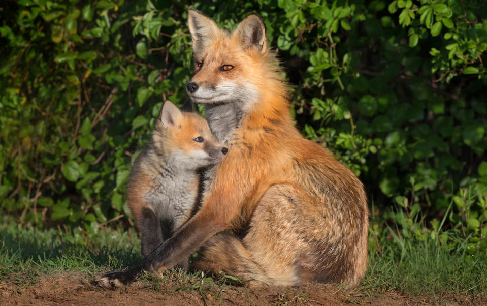 Red Fox mom and her young kit at early morning light, New York