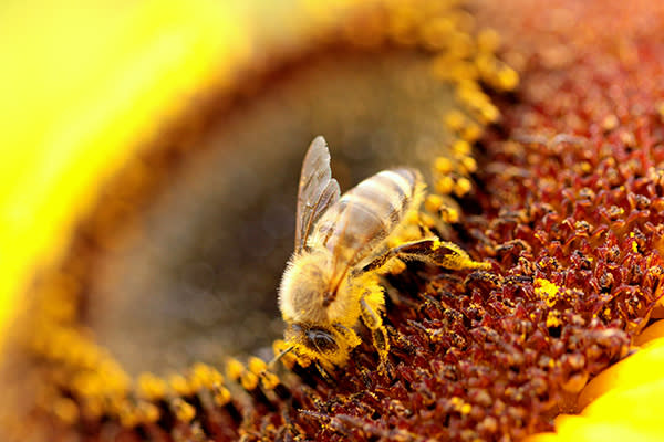 Polen de abeja española