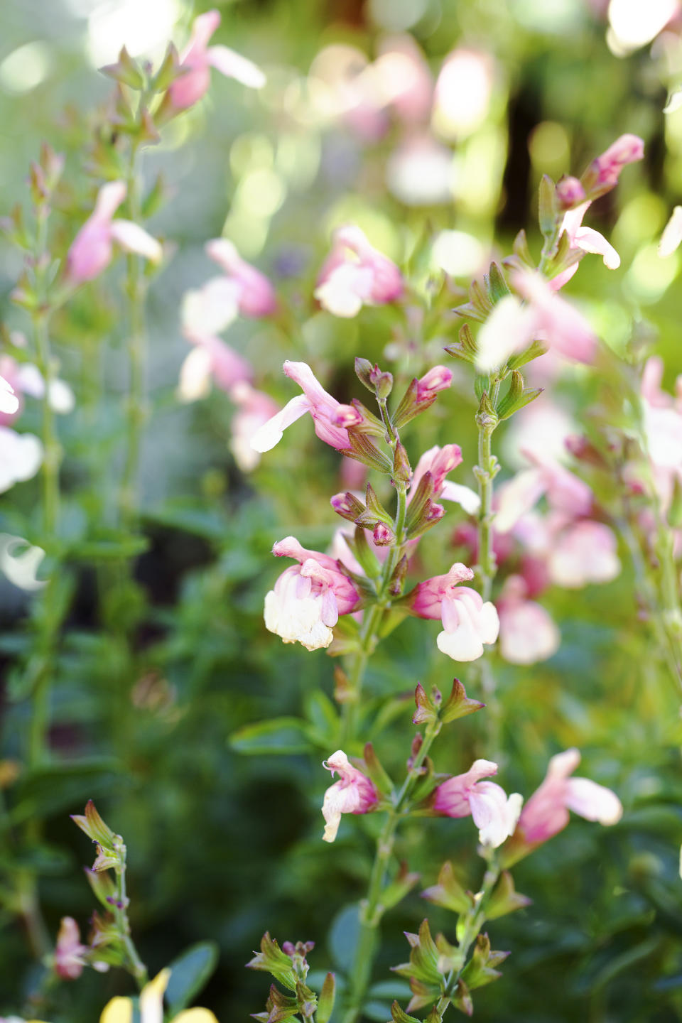 Add color to your garden from spring to fall with our water-wise favorites