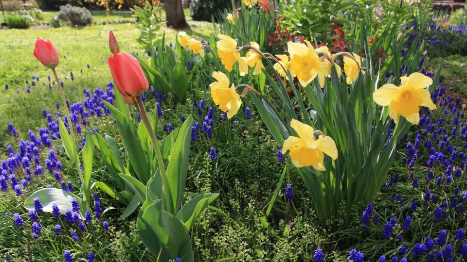 Spring bulbs in flower in garden