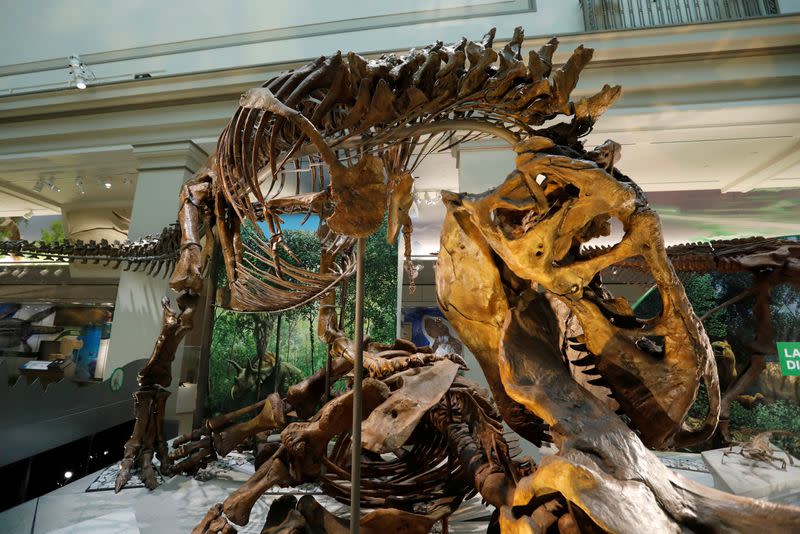 FILE PHOTO: Preview of the Smithsonian's Natural History Museum dinosaur and fossil hall in Washington