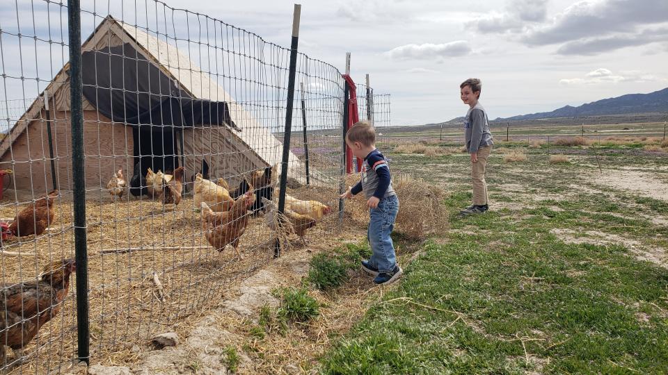 Children meet the chickens.